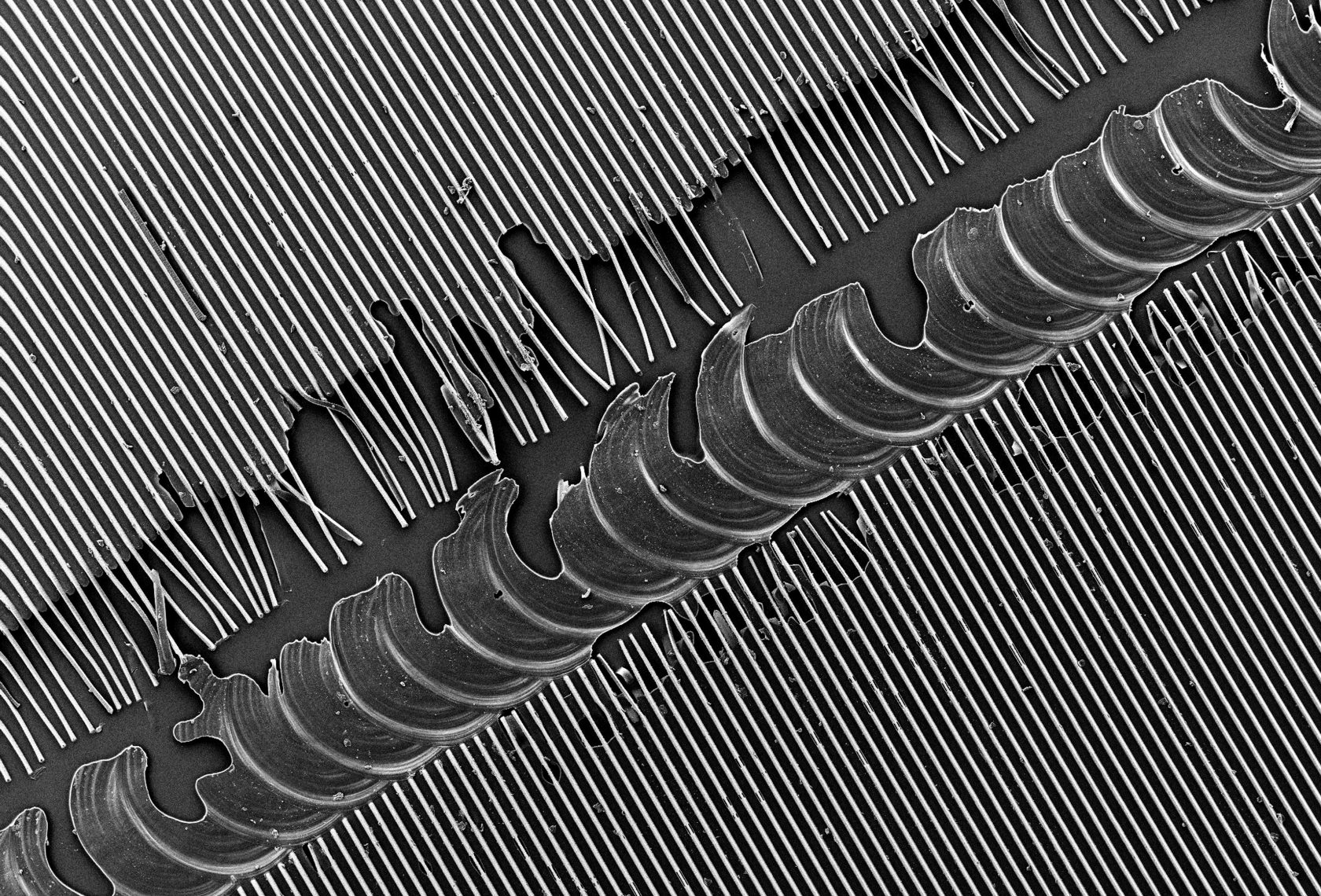 Elektronenmikroskopische Aufnahme einer Mikrostruktur-Folie