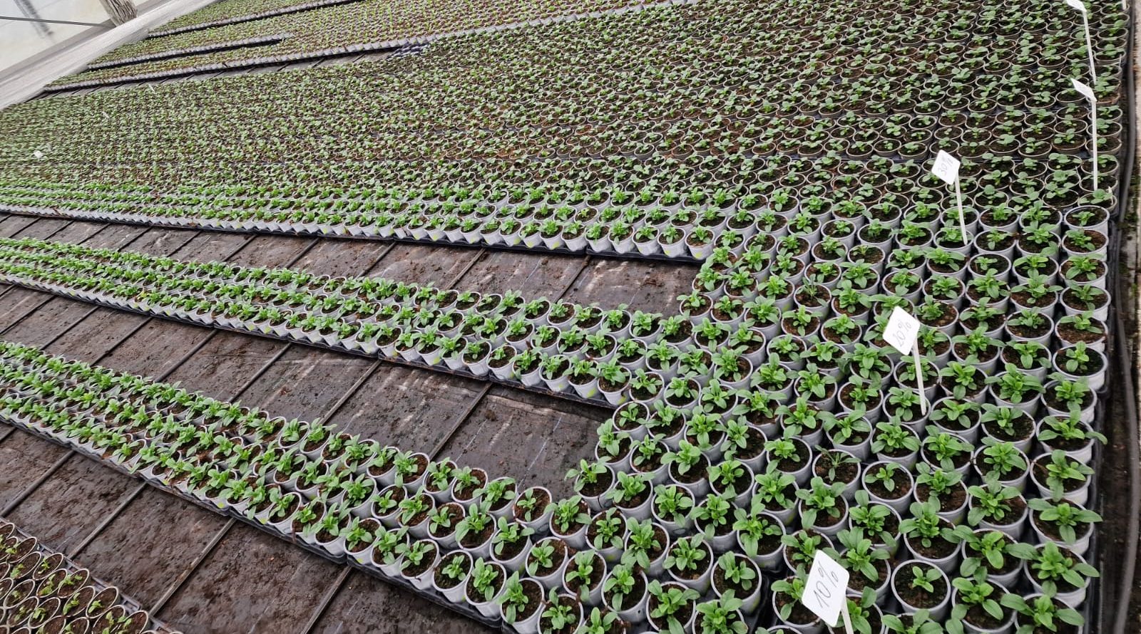 Blick in eine Gärtnerei