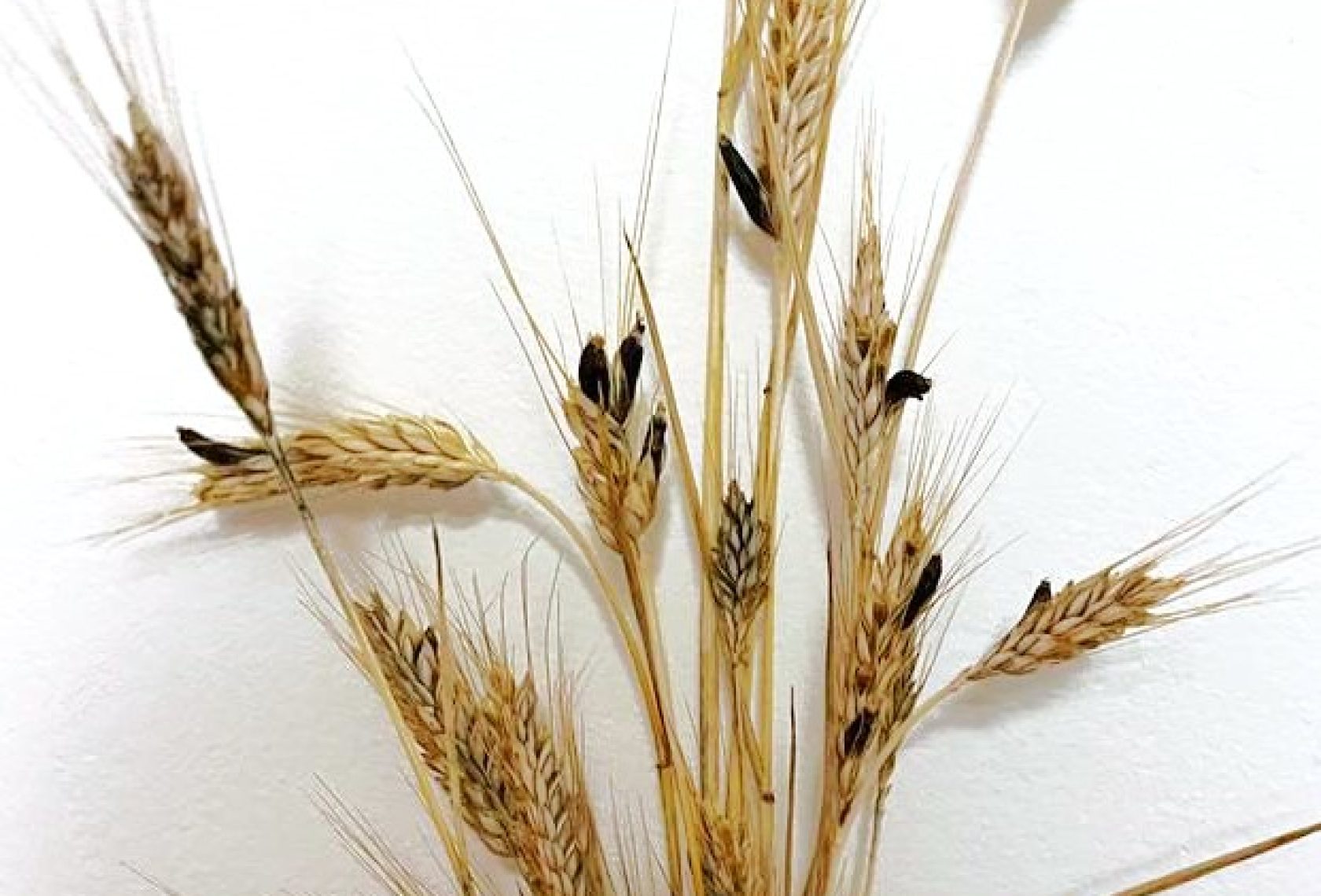 Vom Mutterkornpilz befallene Getreidepflanze