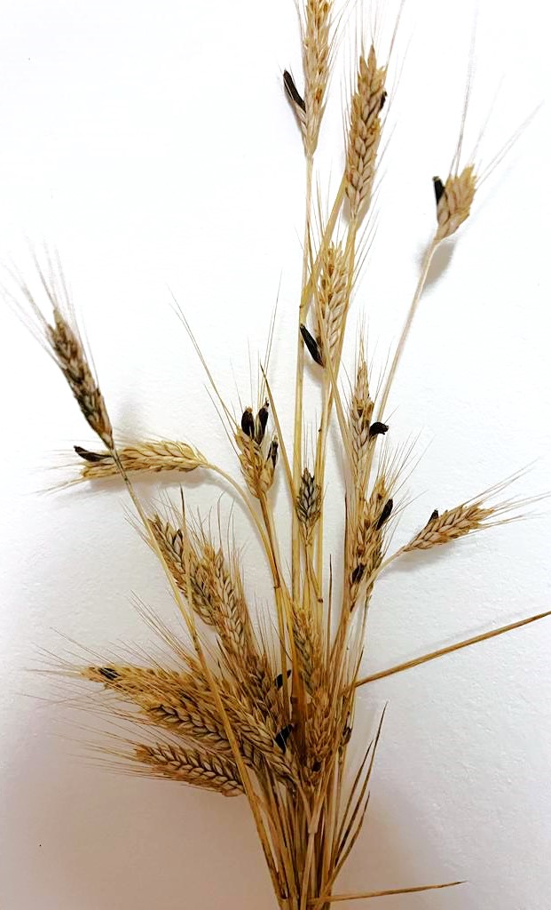 Vom Mutterkornpilz befallene Getreidepflanze