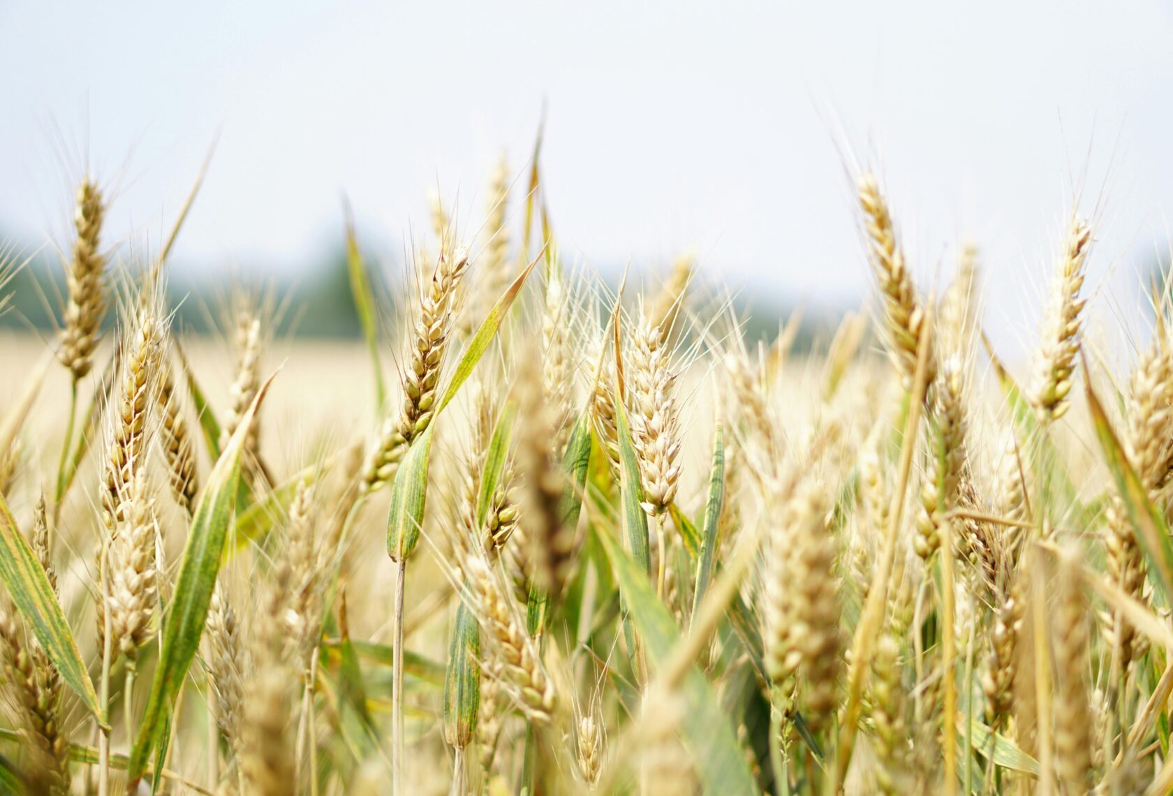 Getreidefeld